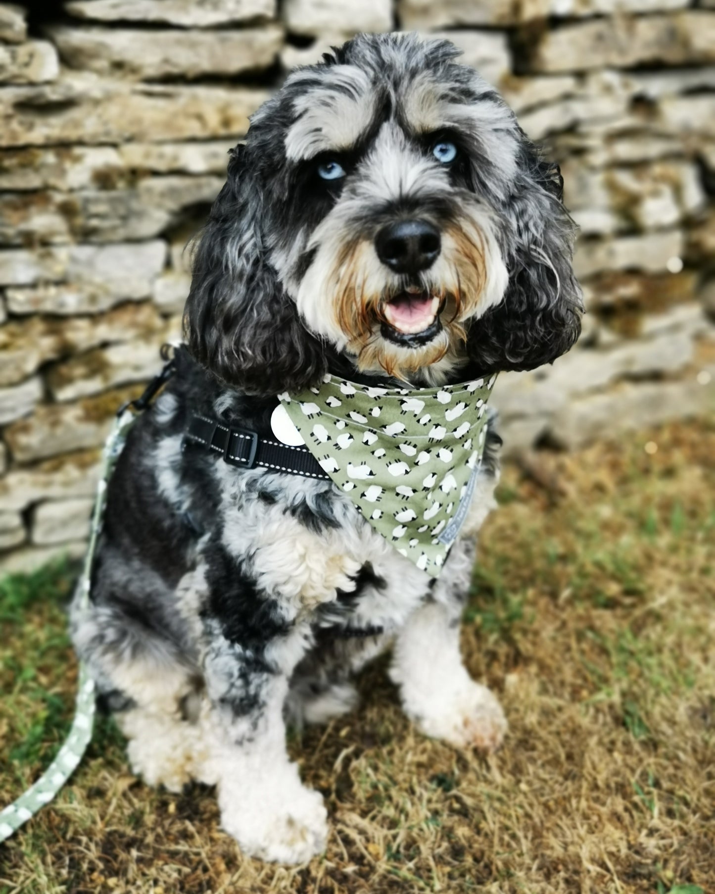 Grazing Sheep Dog Bandana