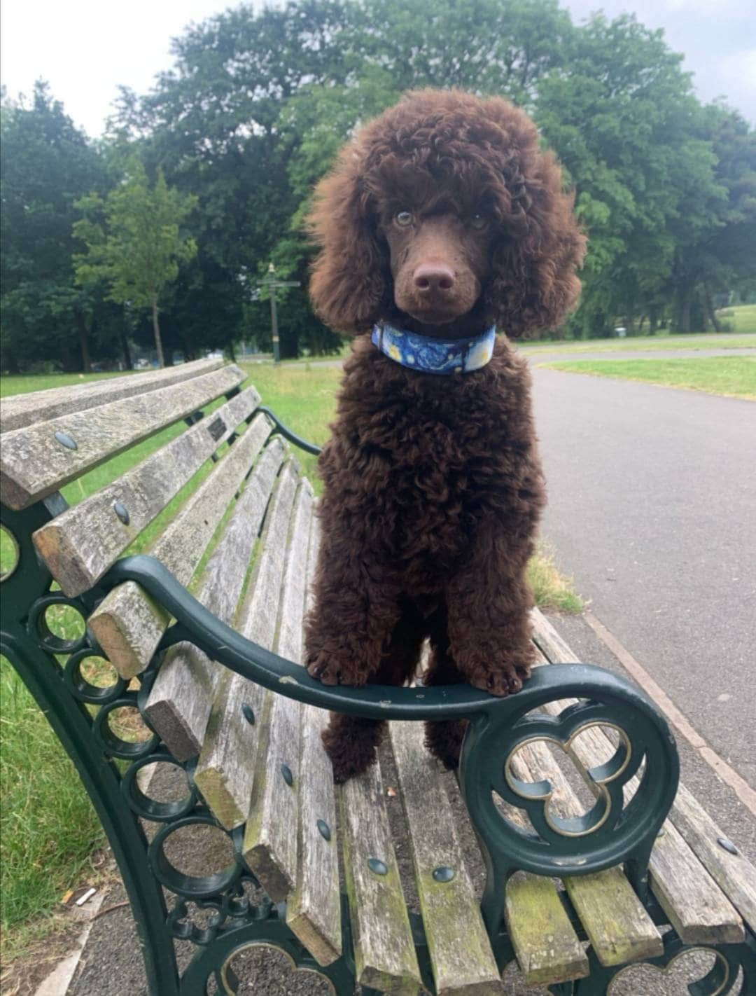 The Starry Night Van Gogh Dog Collar
